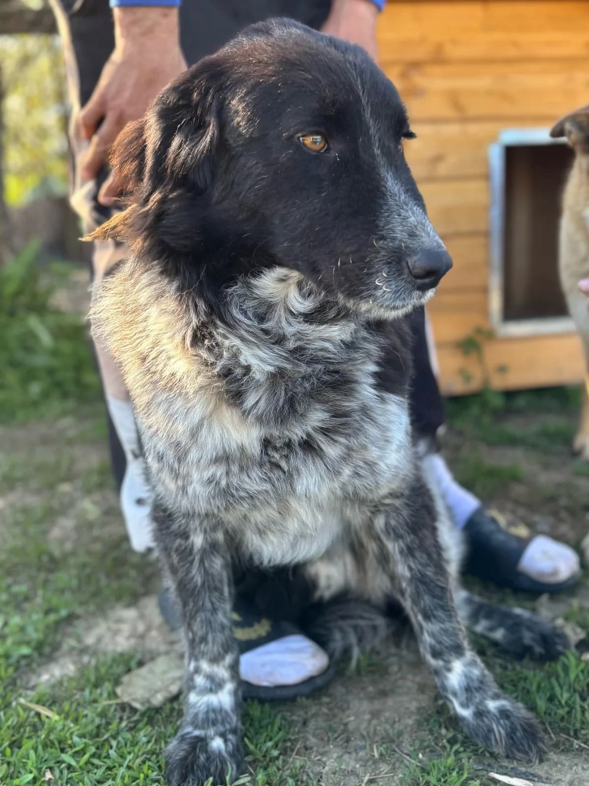 Jella (Rovinari), female Mixed Breed for adoption at Freundeskreis Brunopet e.V.