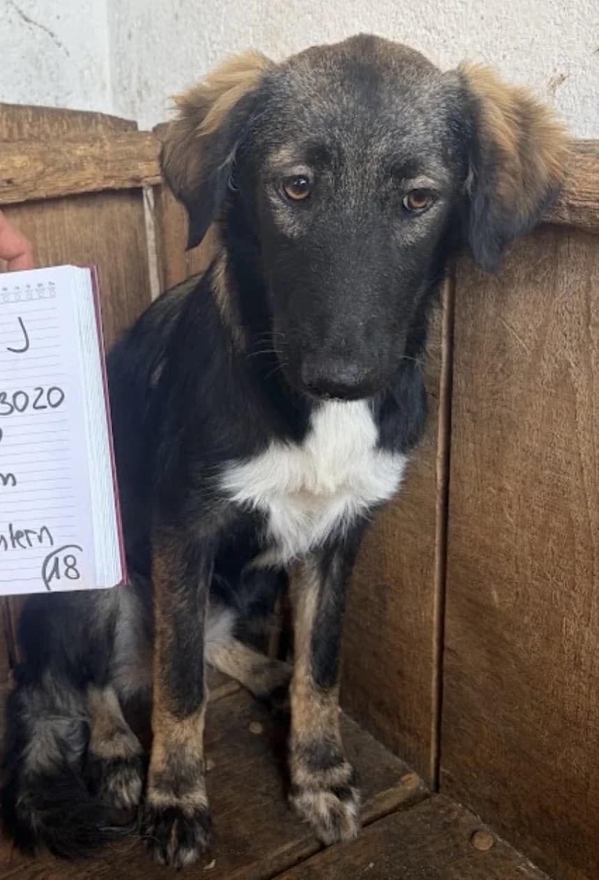 Kathy, female Mixed Breed for adoption at Freundeskreis Brunopet e.V.