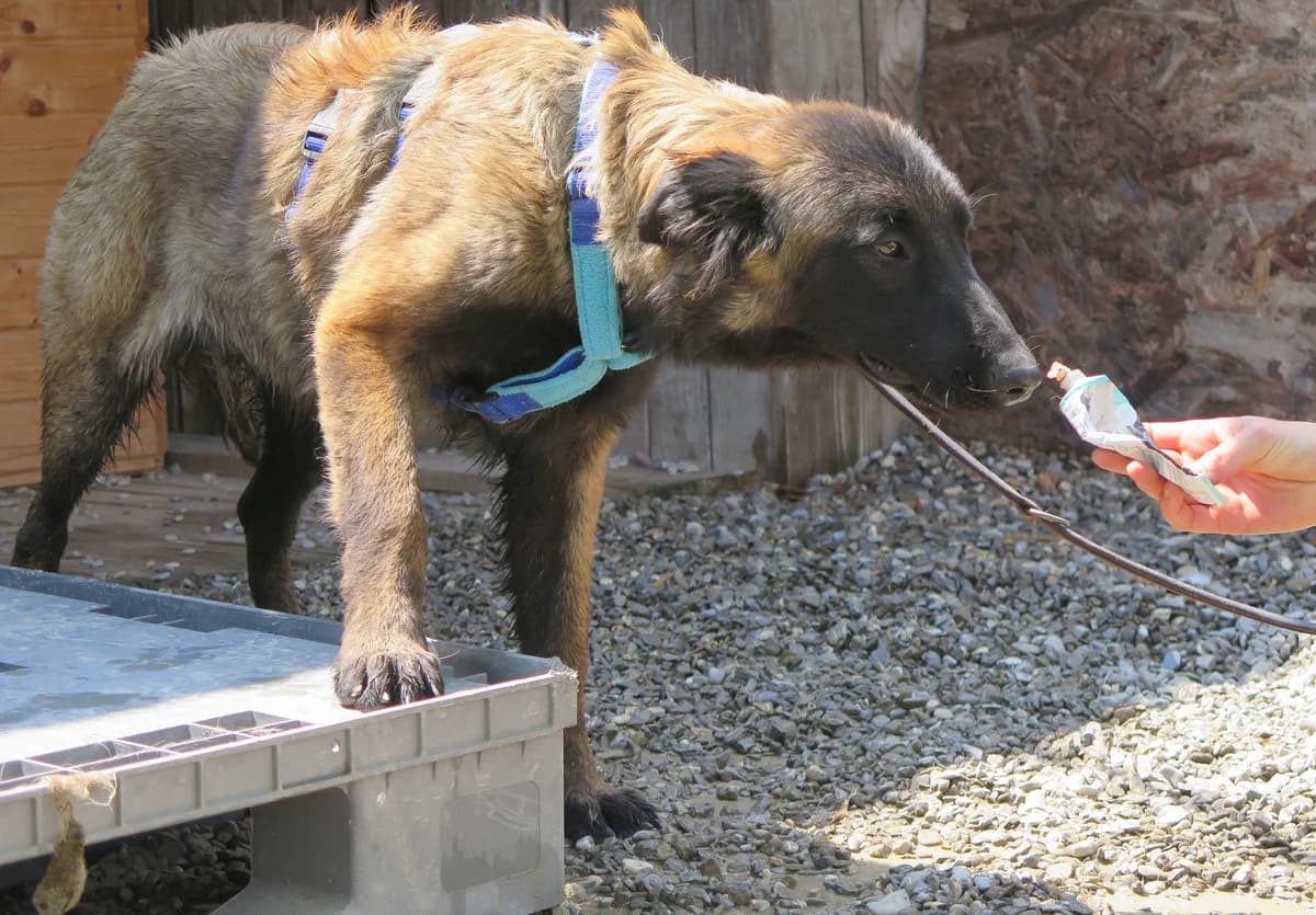 Liora, female Mixed Breed for adoption at Freundeskreis Brunopet e.V.