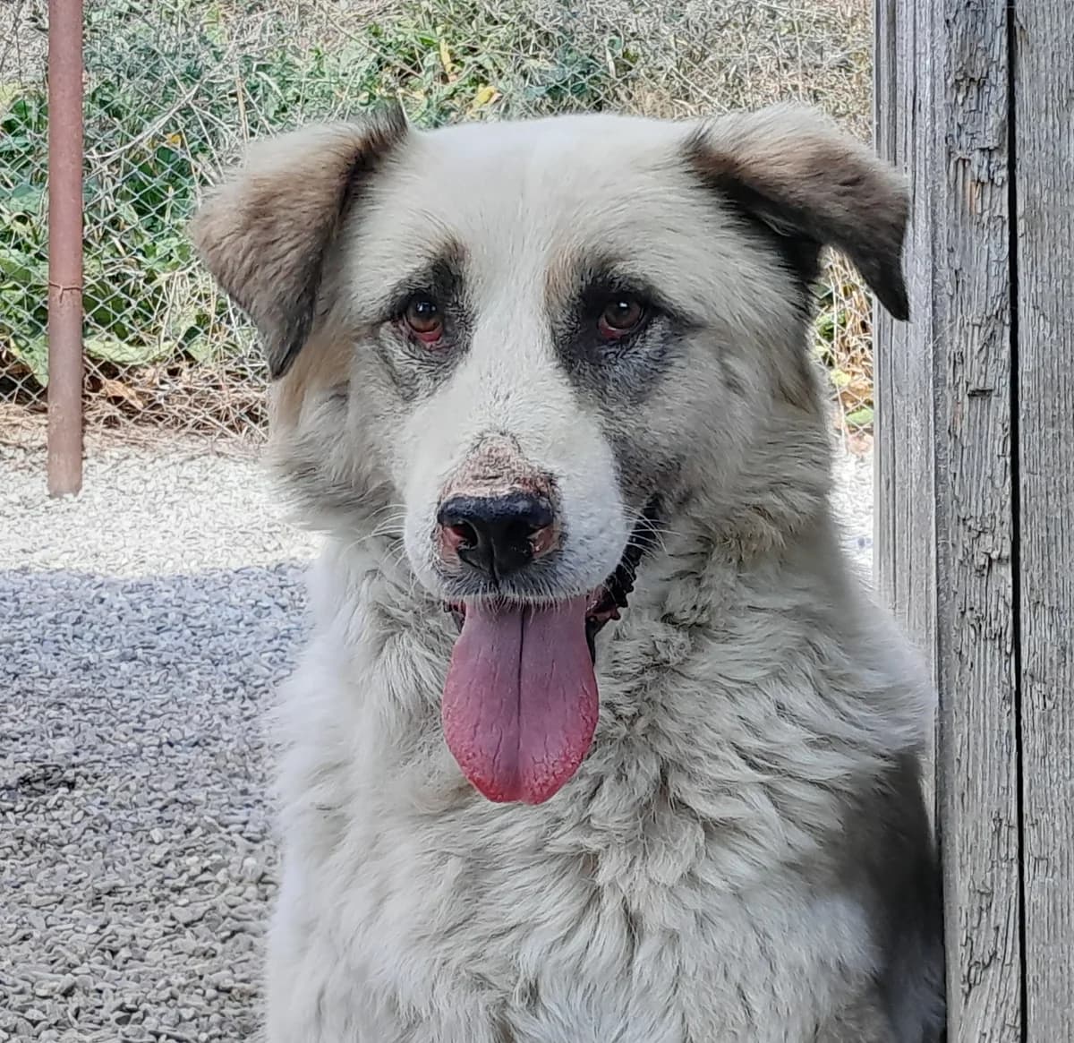 Livian, male Mixed Breed for adoption at Freundeskreis Brunopet e.V.