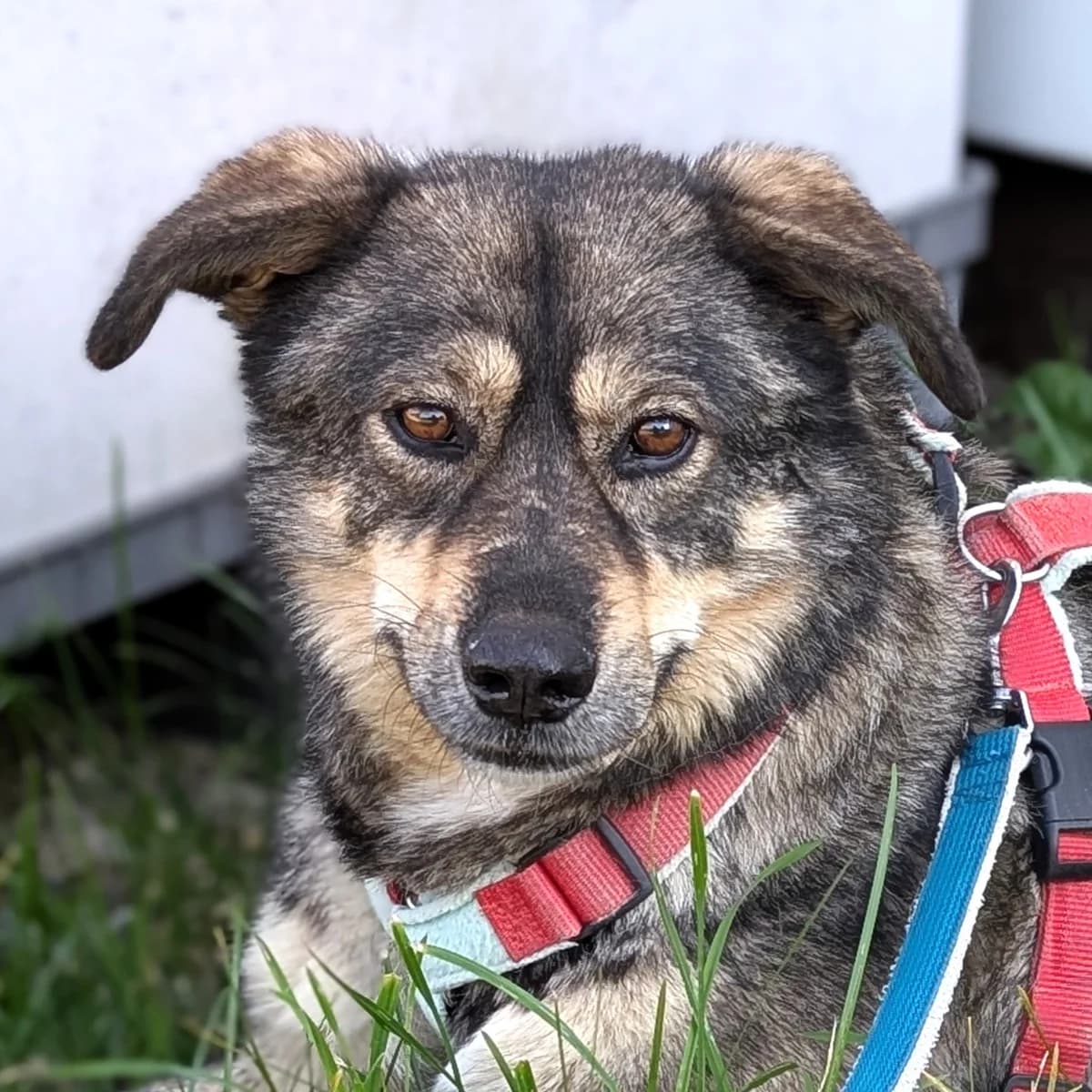 Luna, female Mixed Breed for adoption at Freundeskreis Brunopet e.V.