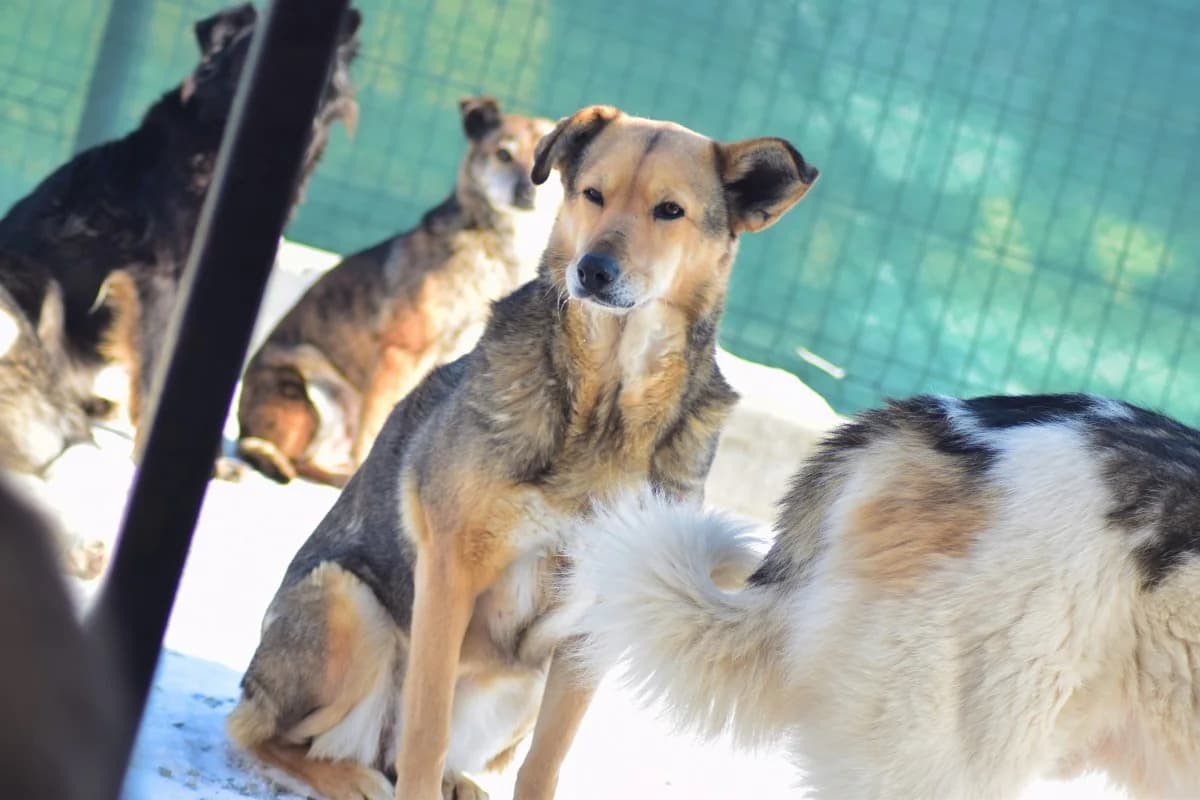 Lydia, female Mixed Breed for adoption at Freundeskreis Brunopet e.V.