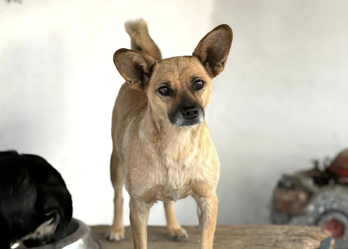 Mandy, female Mixed Breed for adoption at Freundeskreis Brunopet e.V.