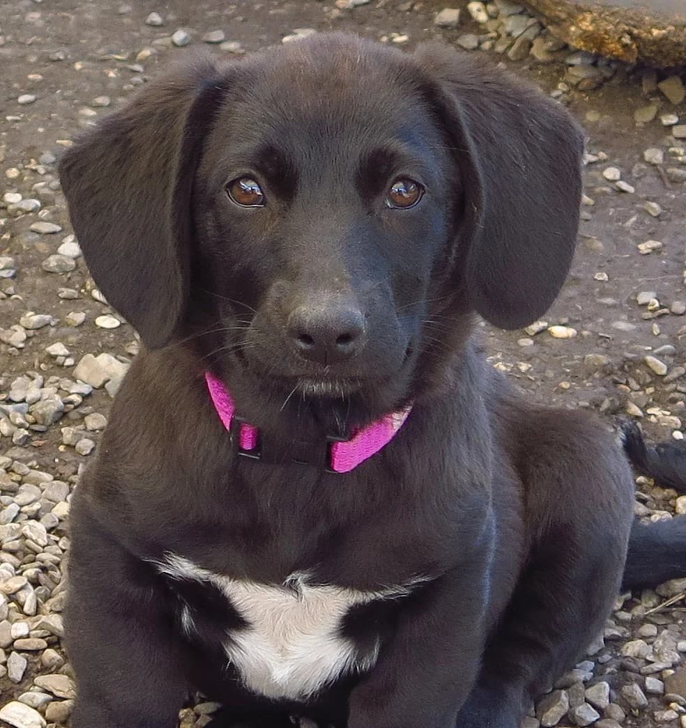 Manga, female Mixed Breed for adoption at Freundeskreis Brunopet e.V.