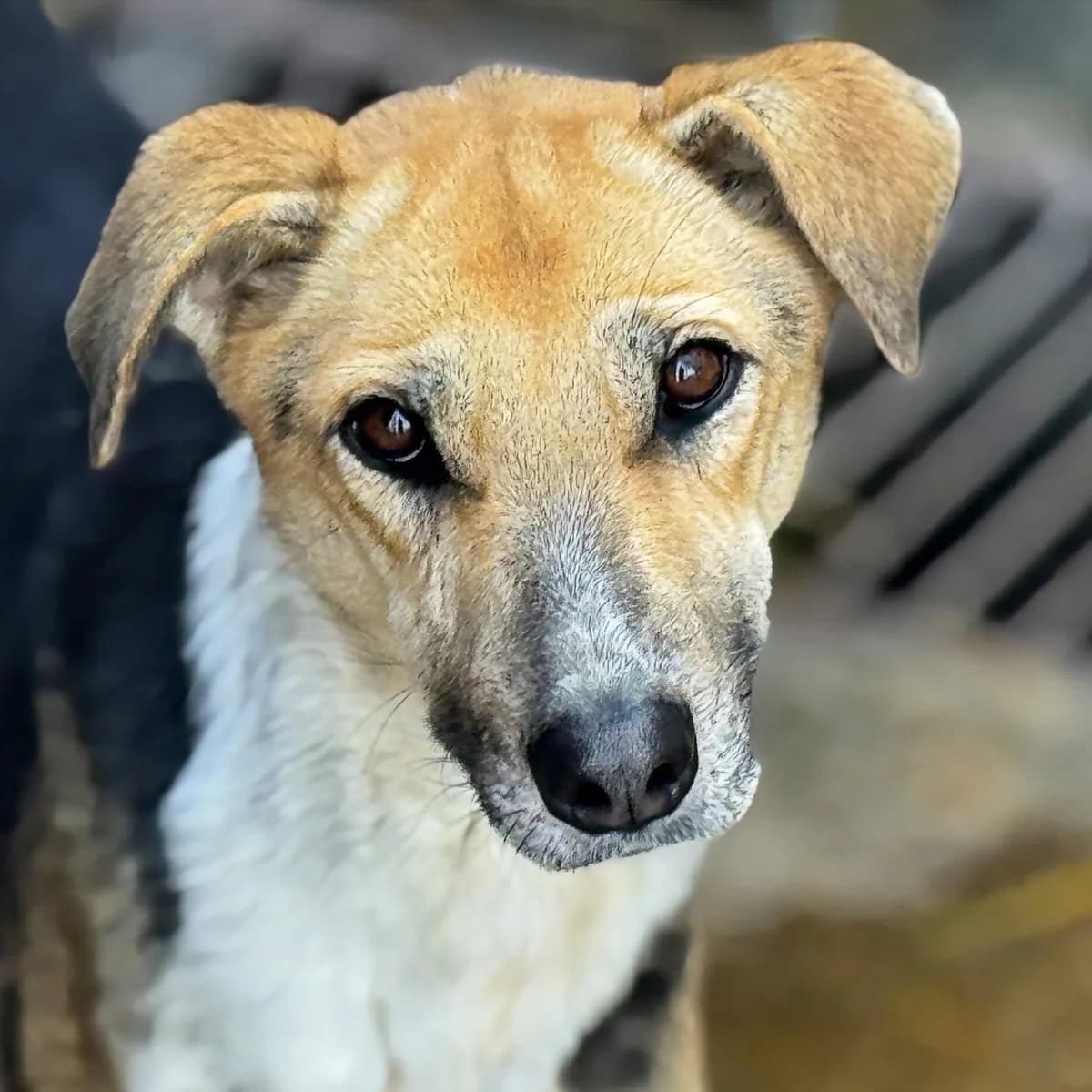 Mia, female Mixed Breed for adoption at Freundeskreis Brunopet e.V.