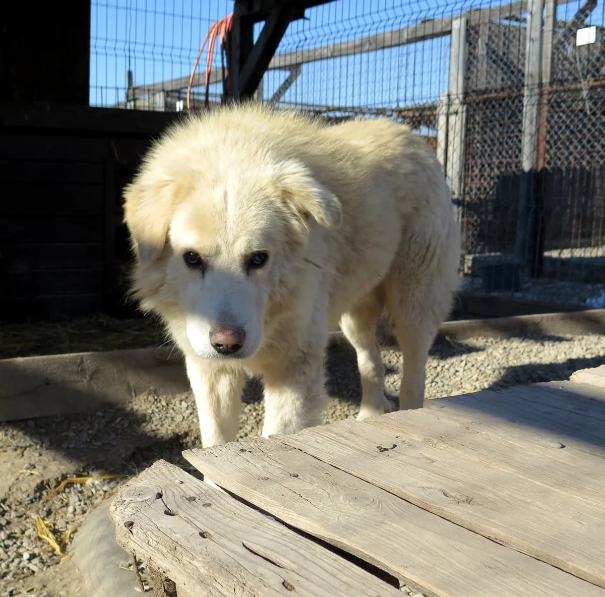 Mikasi, male Mixed Breed for adoption at Freundeskreis Brunopet e.V.