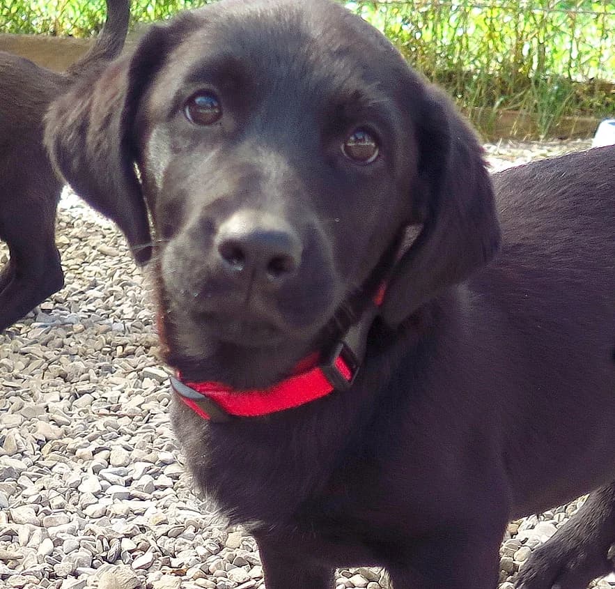 Mira, female Mixed Breed for adoption at Freundeskreis Brunopet e.V.