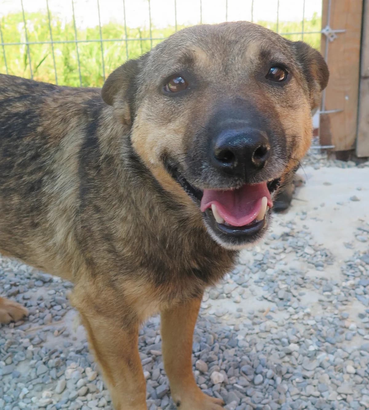 Tagawa, female Mixed Breed for adoption at Freundeskreis Brunopet e.V.