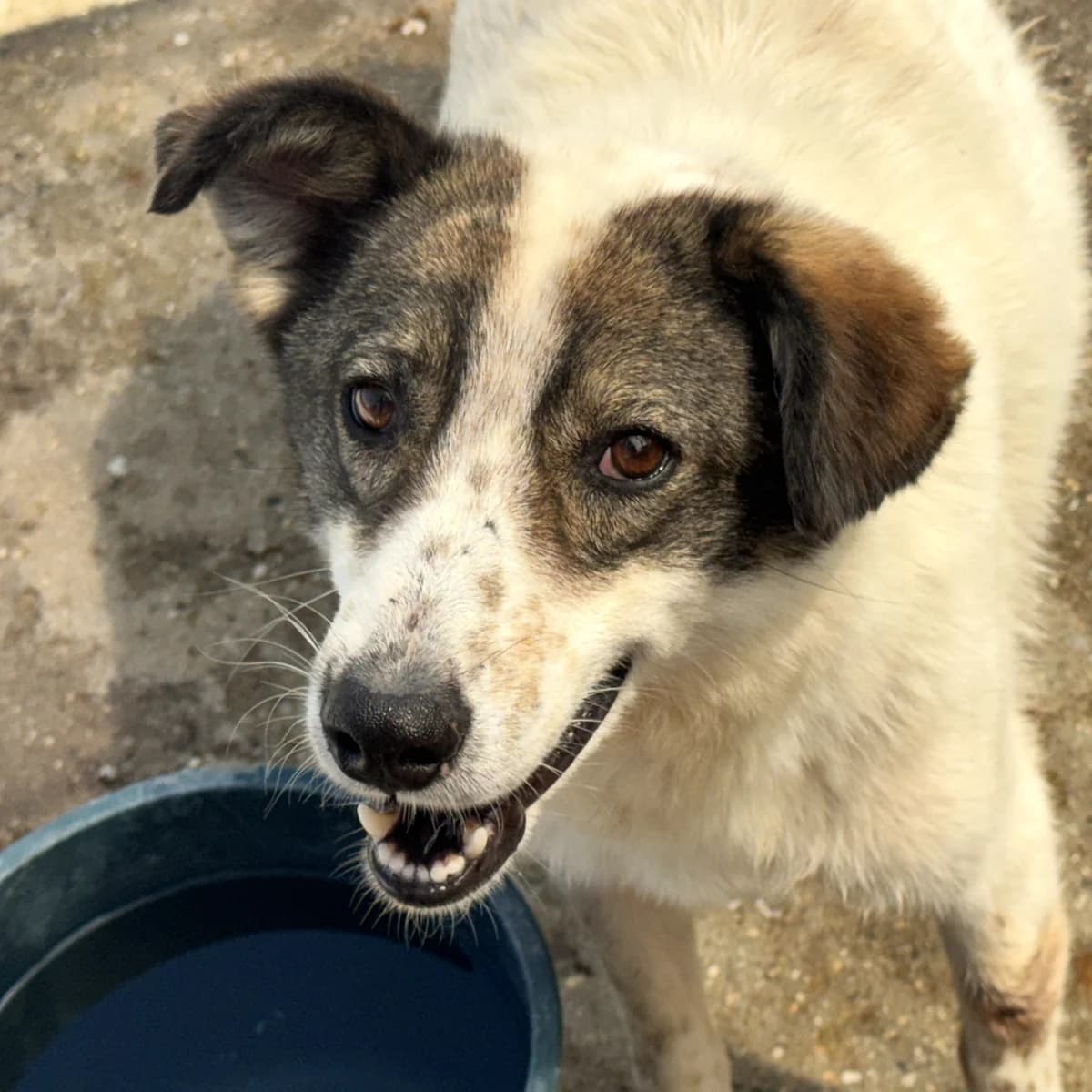 Toni, male Mixed Breed for adoption at Freundeskreis Brunopet e.V.