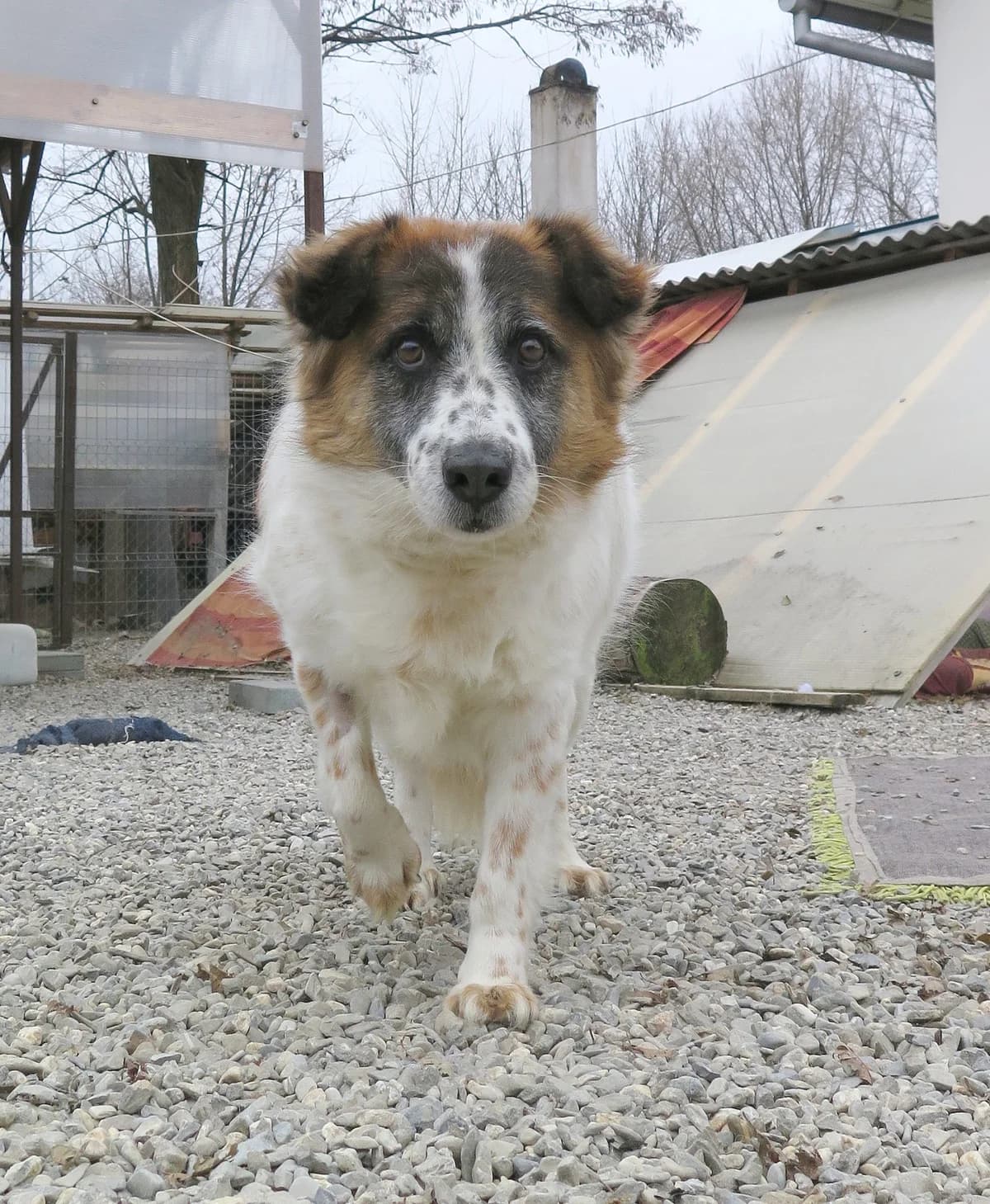 Tshiela, female mixed breed for adoption at Freundeskreis Brunopet e.V.