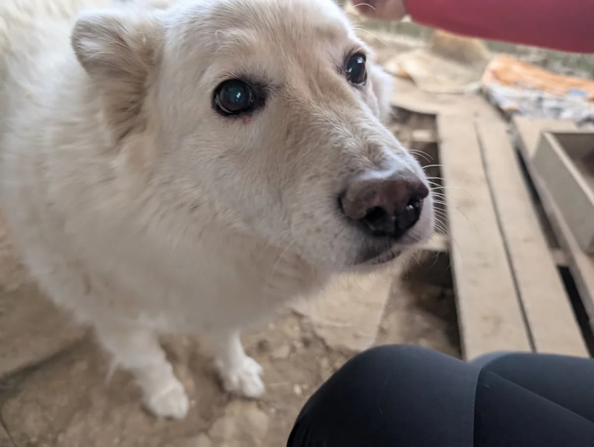 Wolke, female Mixed Breed for adoption at Freundeskreis Brunopet e.V.