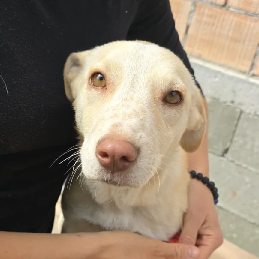 Yang, female puppy Mixed Breed for adoption at Freundeskreis Brunopet e.V.