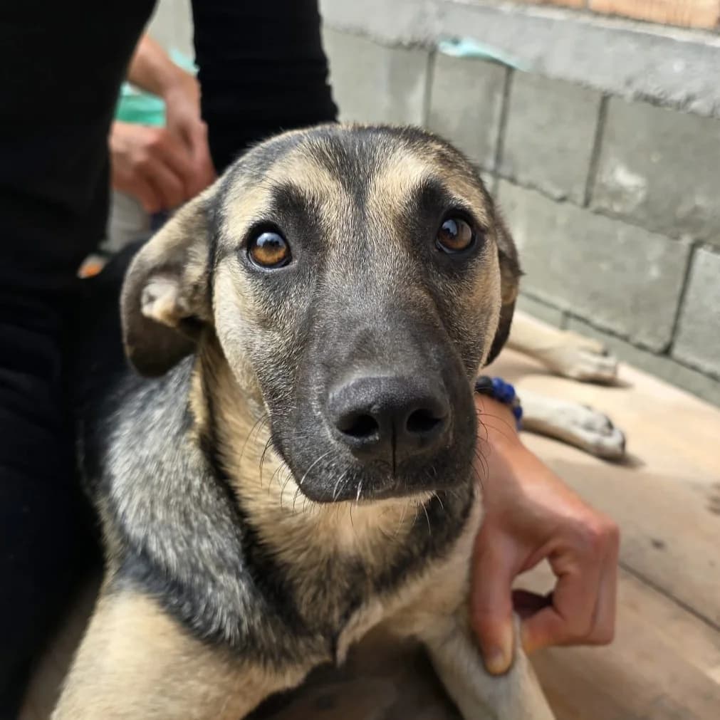 Ying, female puppy Mixed Breed for adoption at Freundeskreis Brunopet e.V.