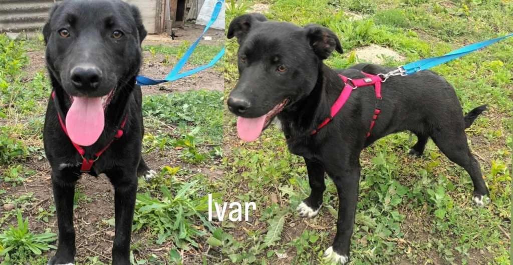 Ivar,  Mixed Breed for adoption at Friends for Life Germany e.V.