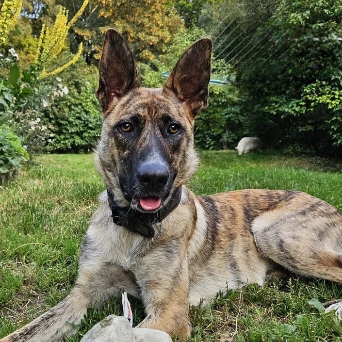 Janne, female Mixed Breed for adoption at Friends for Life Germany e.V., Hemer