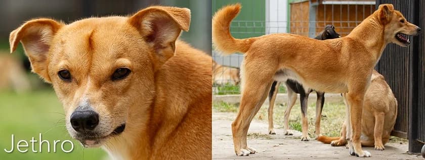 Jethro, male Mixed Breed for adoption at Friends for Life Germany e.V.