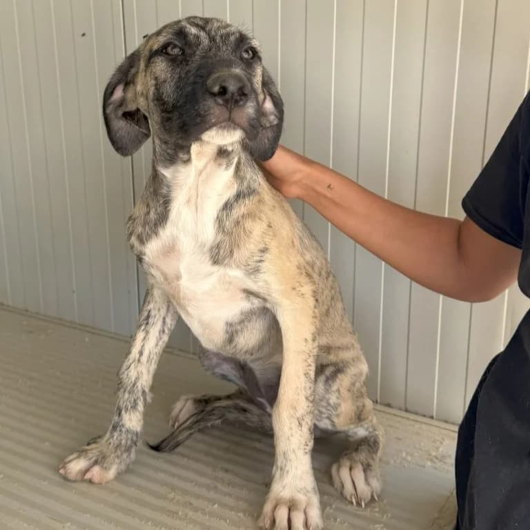 Collinella, female puppy Mixed Breed for adoption at Tierschutzverein Furbys FellFreunde, Bornheim