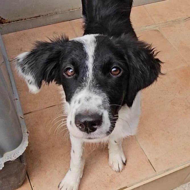 Nicole, female puppy Border Collie for adoption at Tierschutzverein Furbys FellFreunde, Bornheim