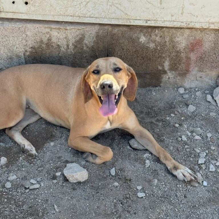 Joy, female senior Labrador Retriever for adoption at Tierschutzverein Furbys FellFreunde, Bornheim