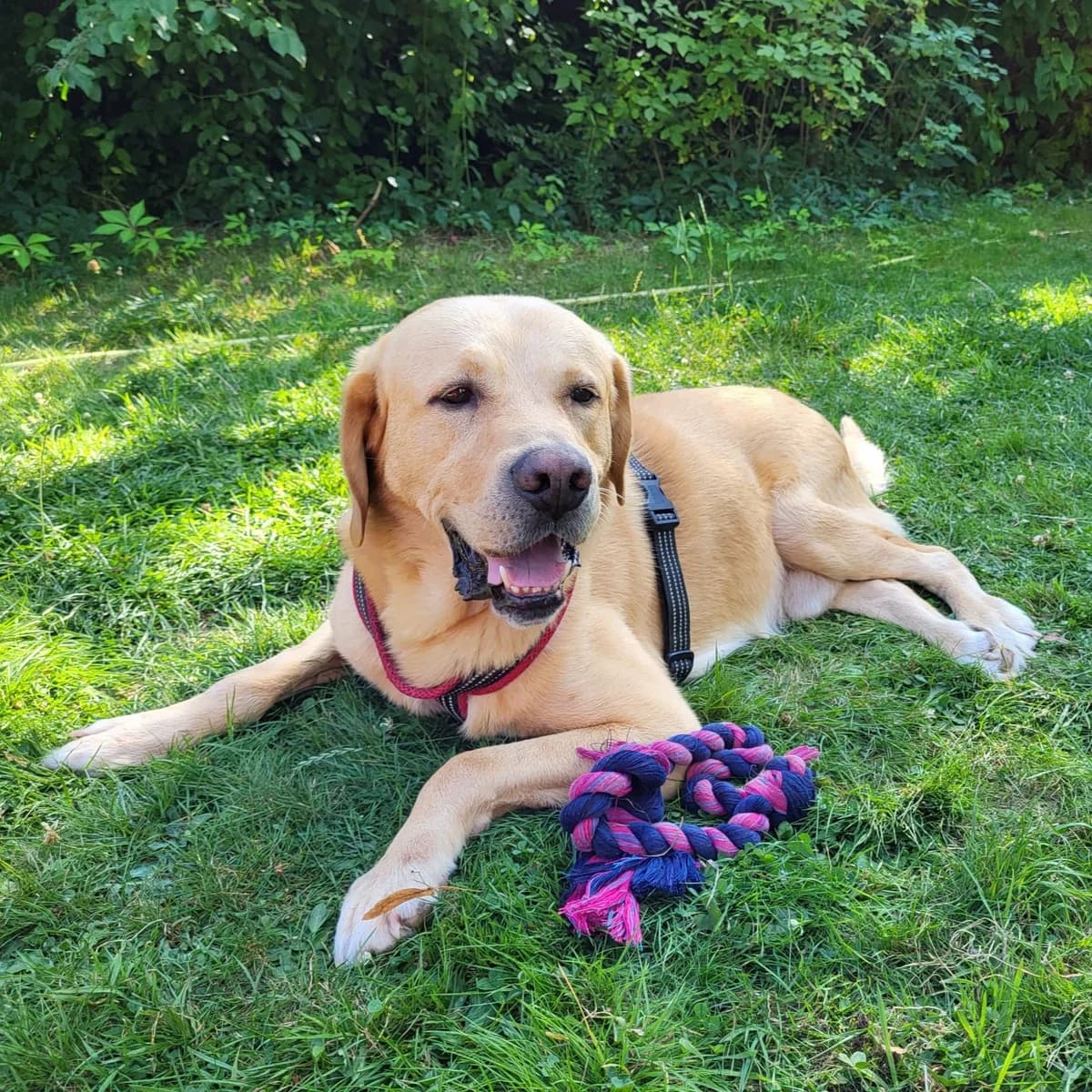 Cirilo, male senior Labrador Retriever for adoption at Tierschutzverein Furbys FellFreunde, Bornheim