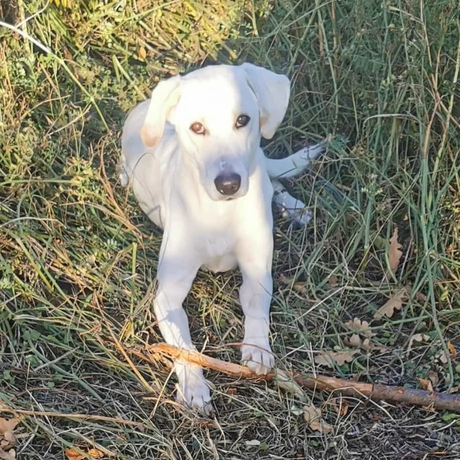 Willy, male Labrador Retriever for adoption at Tierschutzverein Furbys FellFreunde, Bornheim