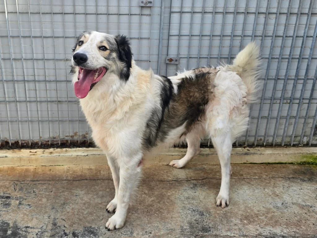 Davide, male Mixed Breed for adoption at Tierschutzverein Furbys FellFreunde, Bornheim