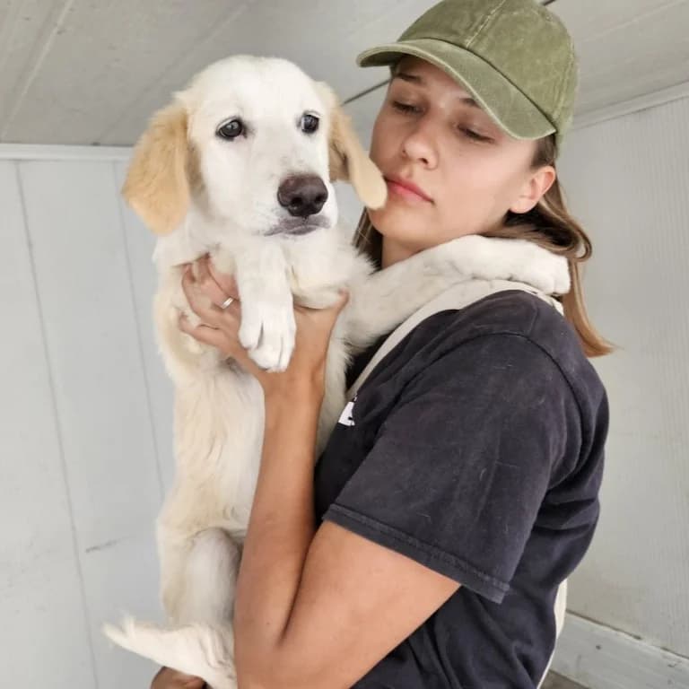 Tesorina, golden female puppy Mixed Breed for adoption at Tierschutzverein Furbys FellFreunde, Bornheim