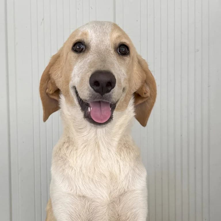 Trilly, female puppy Labrador Retriever for adoption at Tierschutzverein Furbys FellFreunde, Bornheim