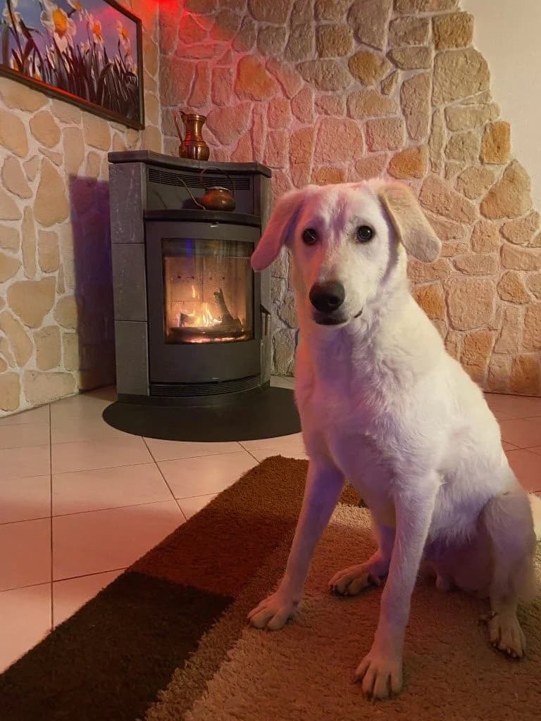 Teo, male Labrador Retriever for adoption at Tierschutzverein Furbys FellFreunde, Bornheim