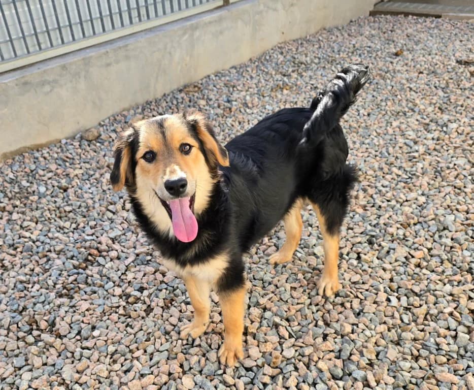 Bijou, female Mixed Breed for adoption at Tierschutzverein Furbys FellFreunde, Bornheim