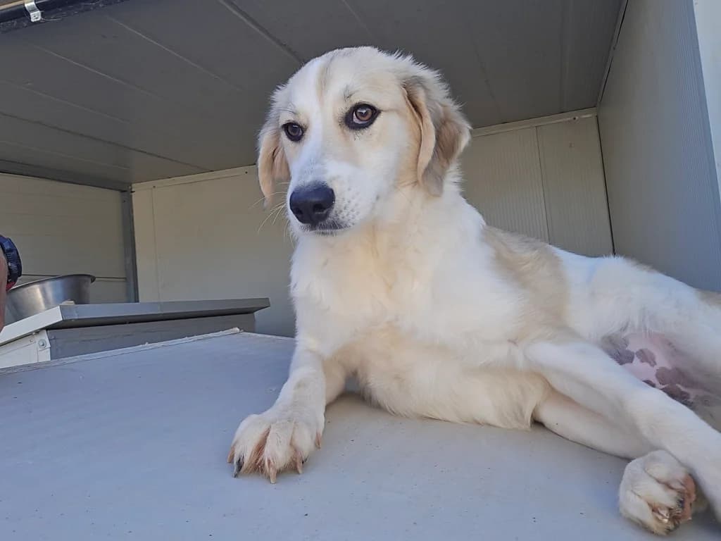 Buffy, female Mixed Breed for adoption at Tierschutzverein Furbys FellFreunde, Bornheim