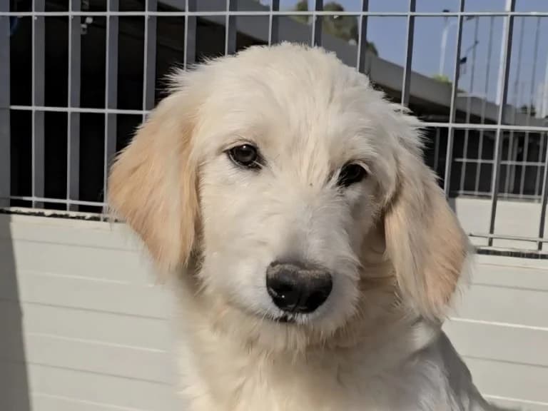 Nicolino, male Golden Retriever for adoption at Tierschutzverein Furbys FellFreunde, Bornheim