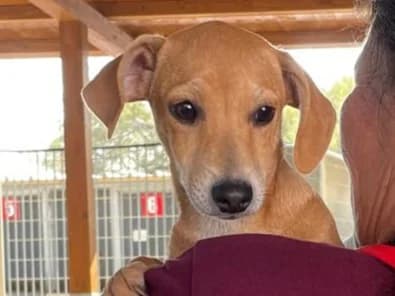 Tilly, female puppy Mixed Breed for adoption at Tierschutzverein Furbys FellFreunde, Bornheim