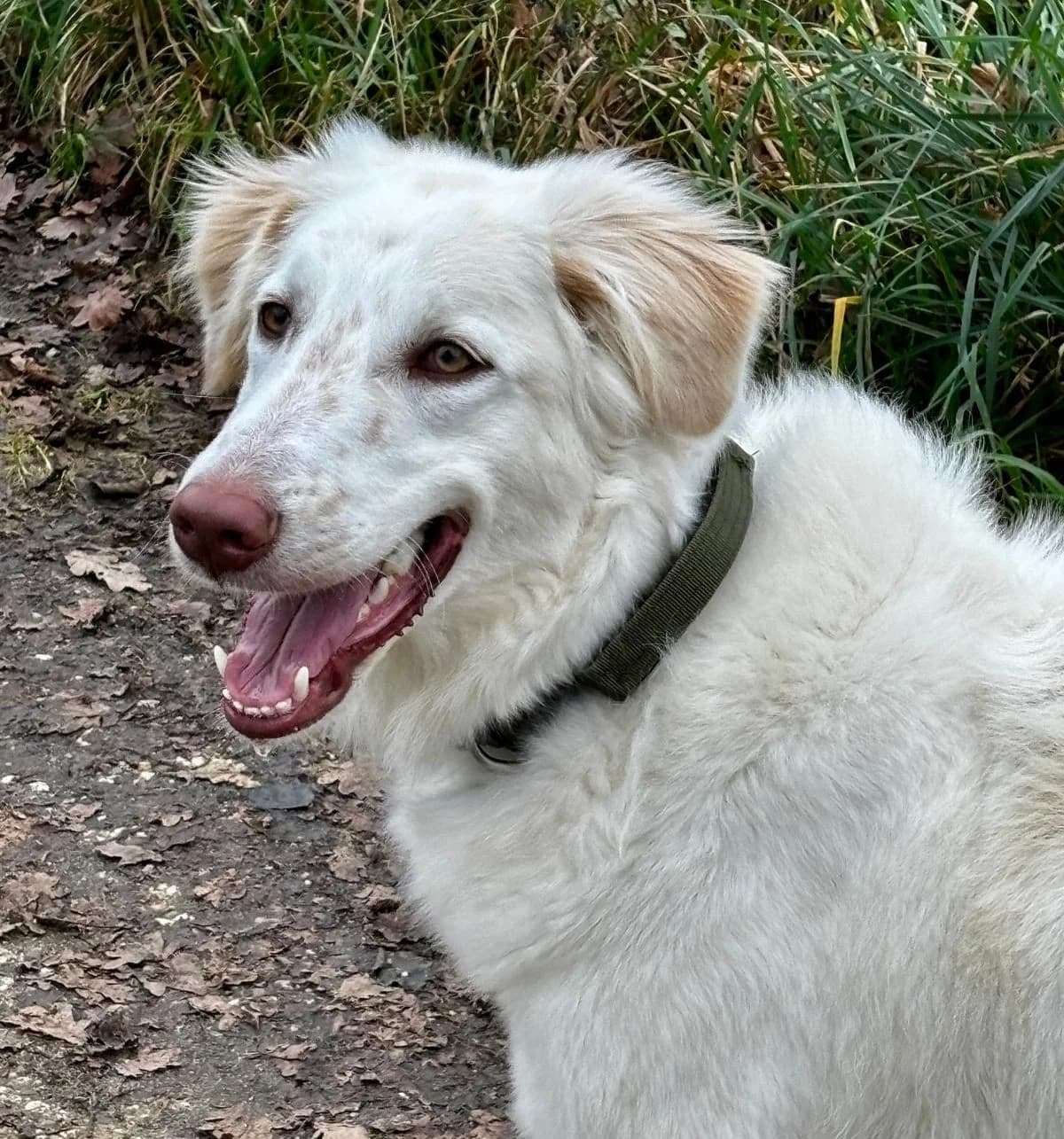 Milo, male Mixed Breed for adoption at Tierschutzverein Furbys FellFreunde, Bornheim