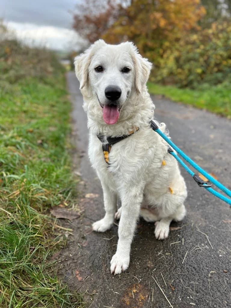 Greta, female Labrador Retriever for adoption at Tierschutzverein Furbys FellFreunde, Bornheim