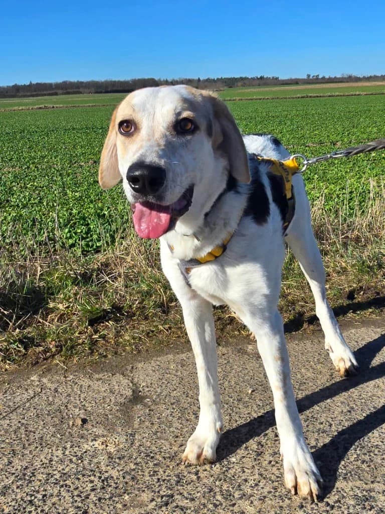 Anouk, female Labrador Retriever for adoption at Tierschutzverein Furbys FellFreunde, Bornheim