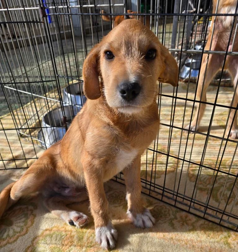 Giovanni, male puppy Mixed Breed for adoption at Tierschutzverein Furbys FellFreunde, Bornheim