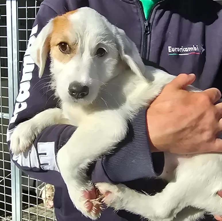 Giovanna, female puppy Mixed Breed for adoption at Tierschutzverein Furbys FellFreunde, Bornheim