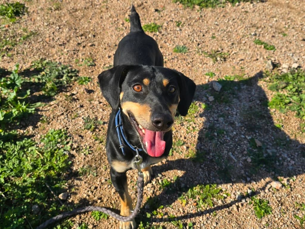 Otto, male Dachshund for adoption at Tierschutzverein Furbys FellFreunde, Bornheim