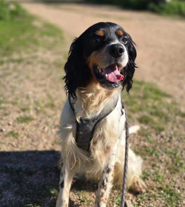 Moreno, male English Setter for adoption at Tierschutzverein Furbys FellFreunde, Bornheim