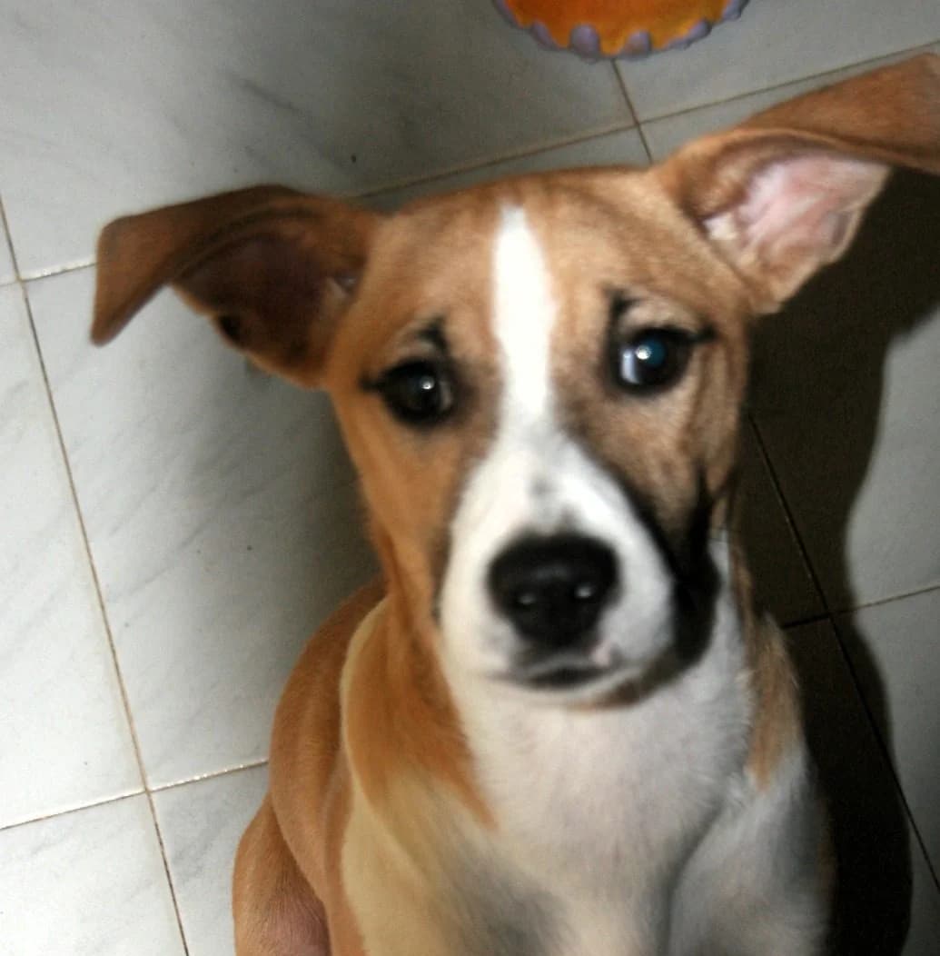 Paolo, male Jack Russell Terrier for adoption at Tierschutzverein Furbys FellFreunde, Bornheim