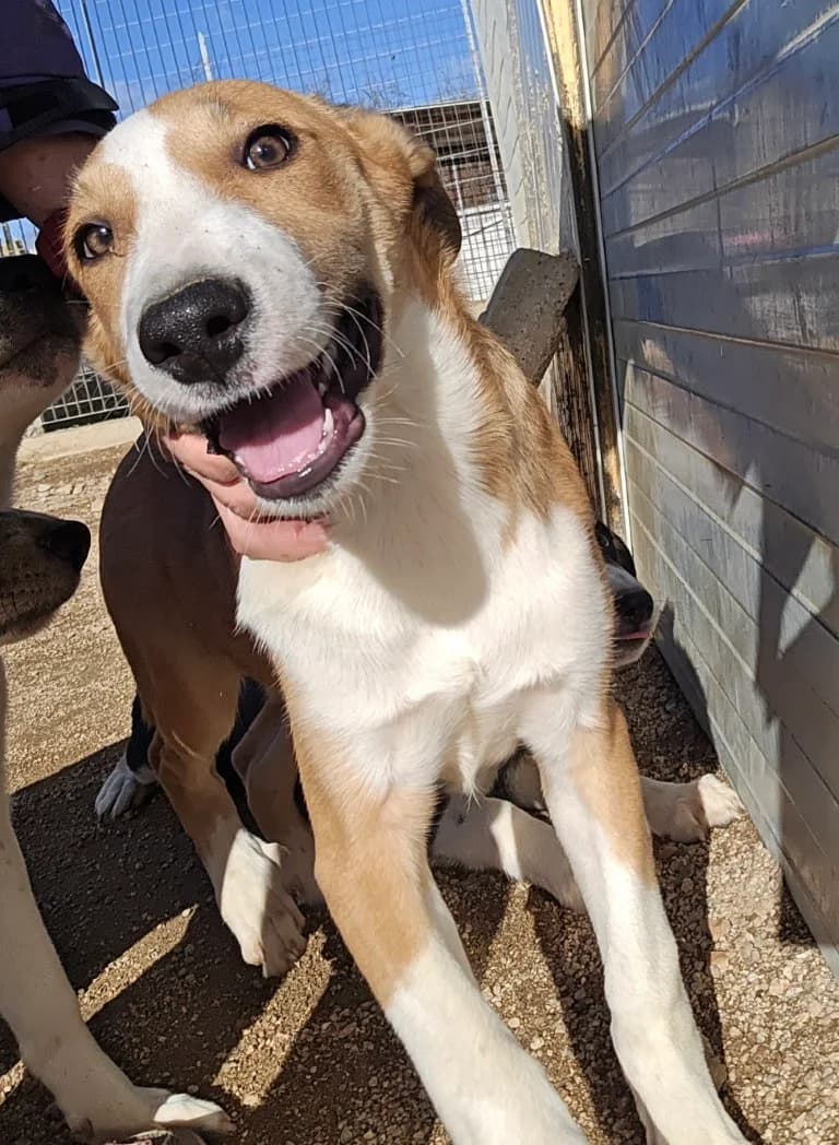 Billie, beige female puppy Mixed Breed for adoption at Tierschutzverein Furbys FellFreunde, Bornheim
