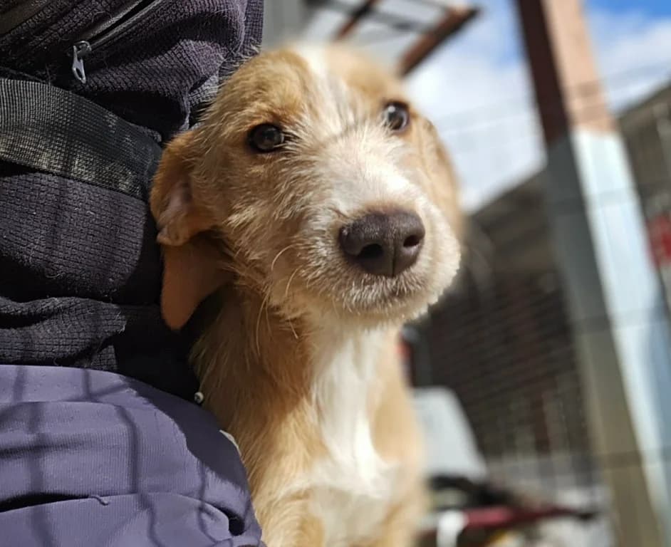 Simon, male puppy Mixed Breed for adoption at Tierschutzverein Furbys FellFreunde, Bornheim