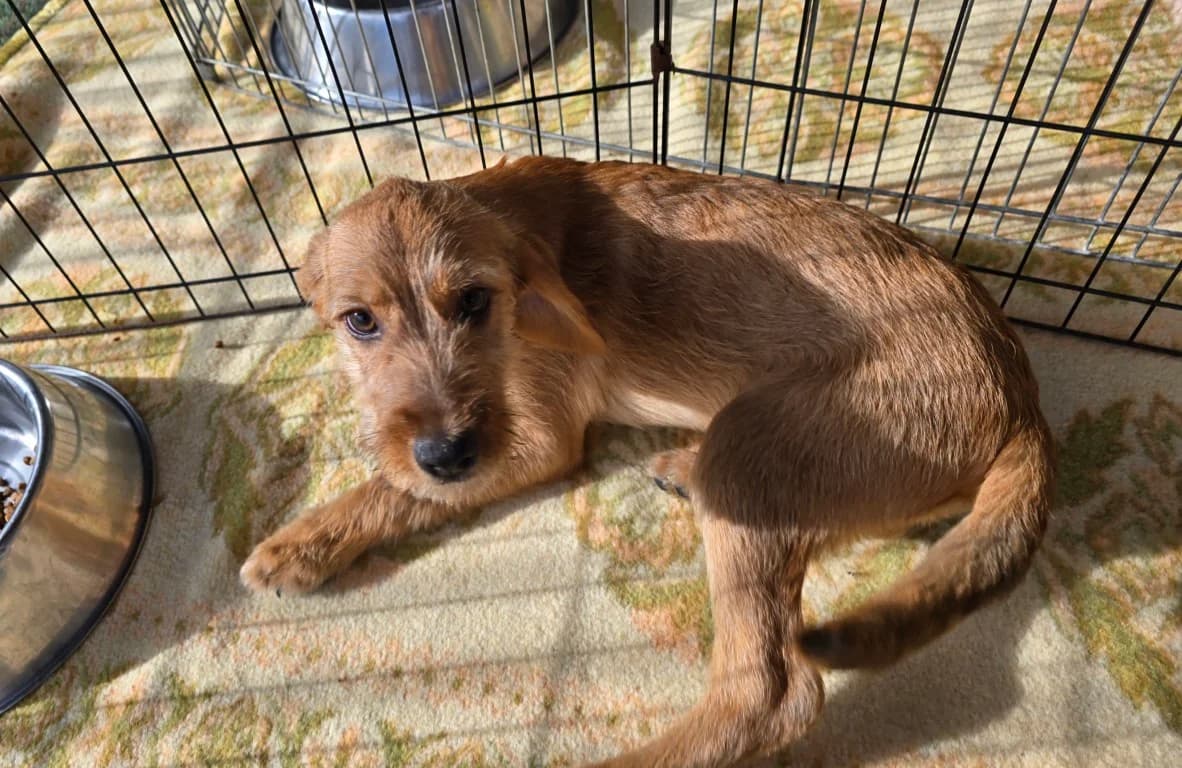Simona, female puppy Mixed Breed for adoption at Tierschutzverein Furbys FellFreunde, Bornheim
