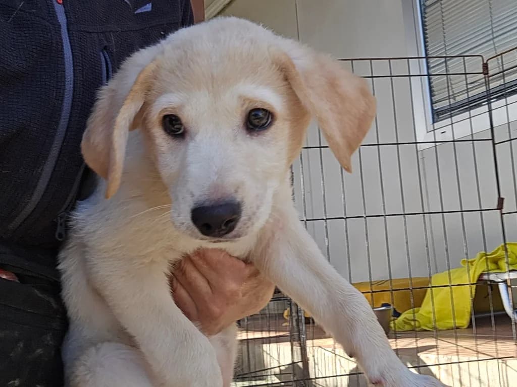 Emanuela, female puppy Labrador Retriever for adoption at Tierschutzverein Furbys FellFreunde, Bornheim