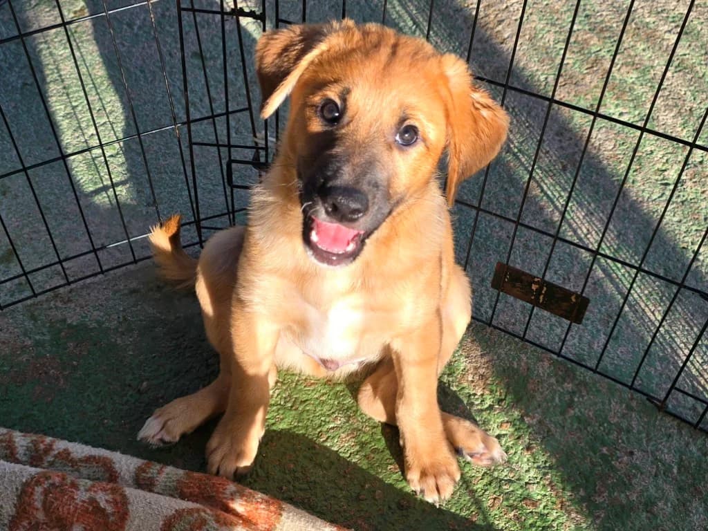 Egidio, hellbraun male puppy Labrador Retriever for adoption at Tierschutzverein Furbys FellFreunde, Bornheim