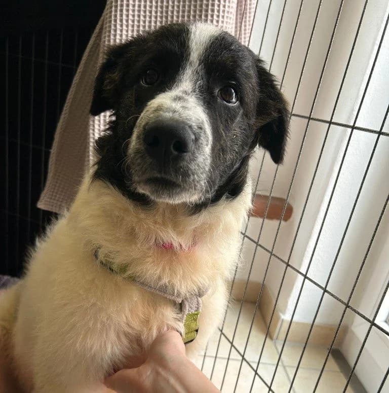 Caramela, female puppy Mixed Breed for adoption at Tierschutzverein Furbys FellFreunde, Bornheim
