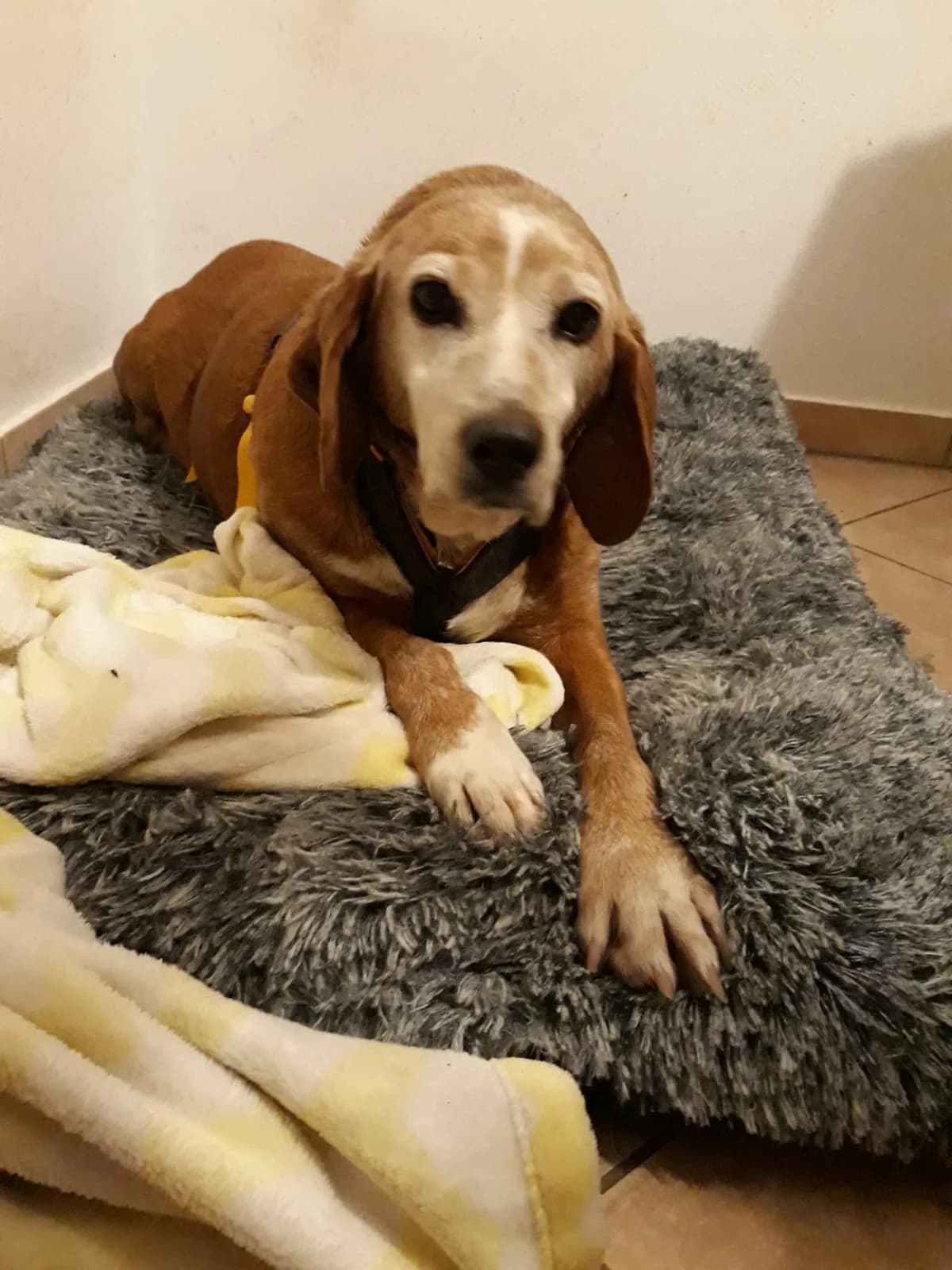 Perla, female senior Mixed Breed for adoption at Tierschutzverein Furbys FellFreunde, Bornheim