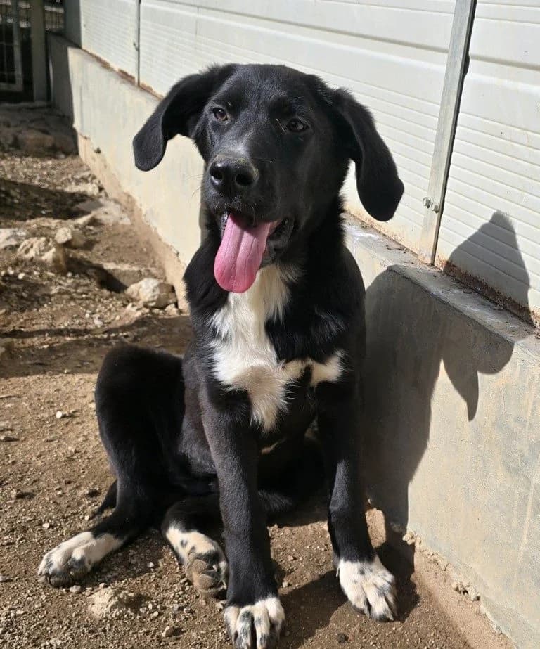 Tessa, female puppy Labrador Retriever for adoption at Tierschutzverein Furbys FellFreunde, Bornheim