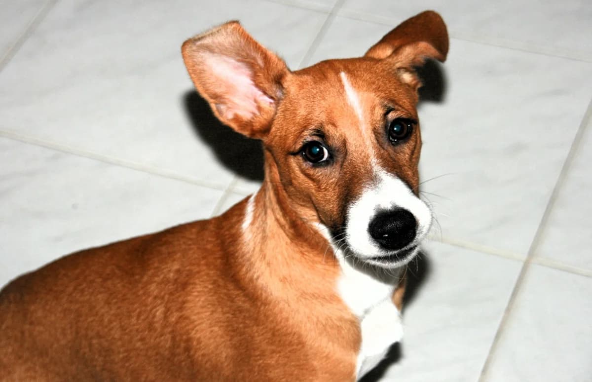 Vincenzo, male Jack Russell Terrier for adoption at Tierschutzverein Furbys FellFreunde, Bornheim